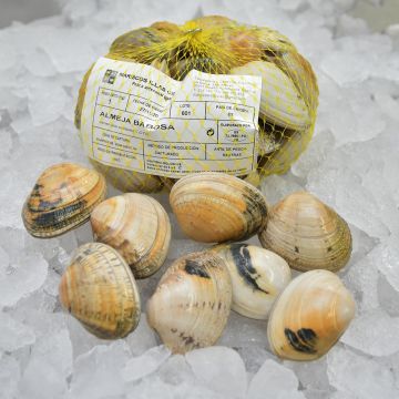 Almeja babosa gallega