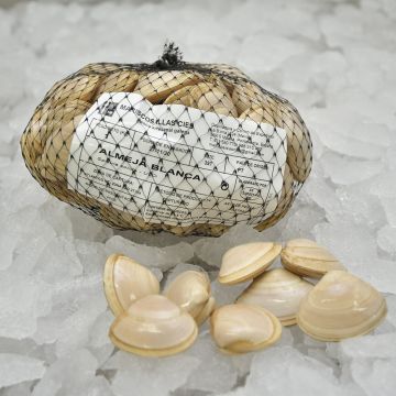 Almeja blanca (cornicha) gallega