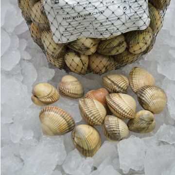 Berberecho gallego de las Rías Baixas