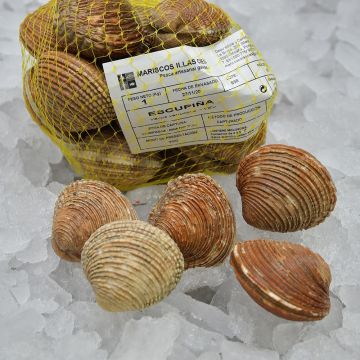 Escupiña gallega