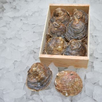 Ostra plana gallega de la ría