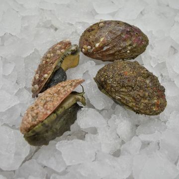 Ostra rizada gallega