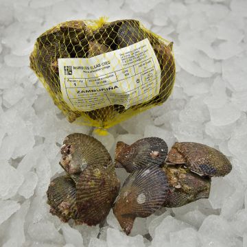 Zamburiña congelada en bandeja o bolsa
